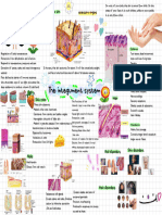 The Integument System: The Skin Accessory Organs