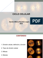 Clase 7. Ciclo Celular. Mayo 18 de 2023