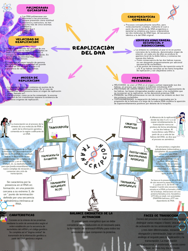 Replicación y Transcripción del DNA | PDF | Adn | Replicación De Adn