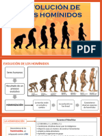 Evolución de Los Hominidos