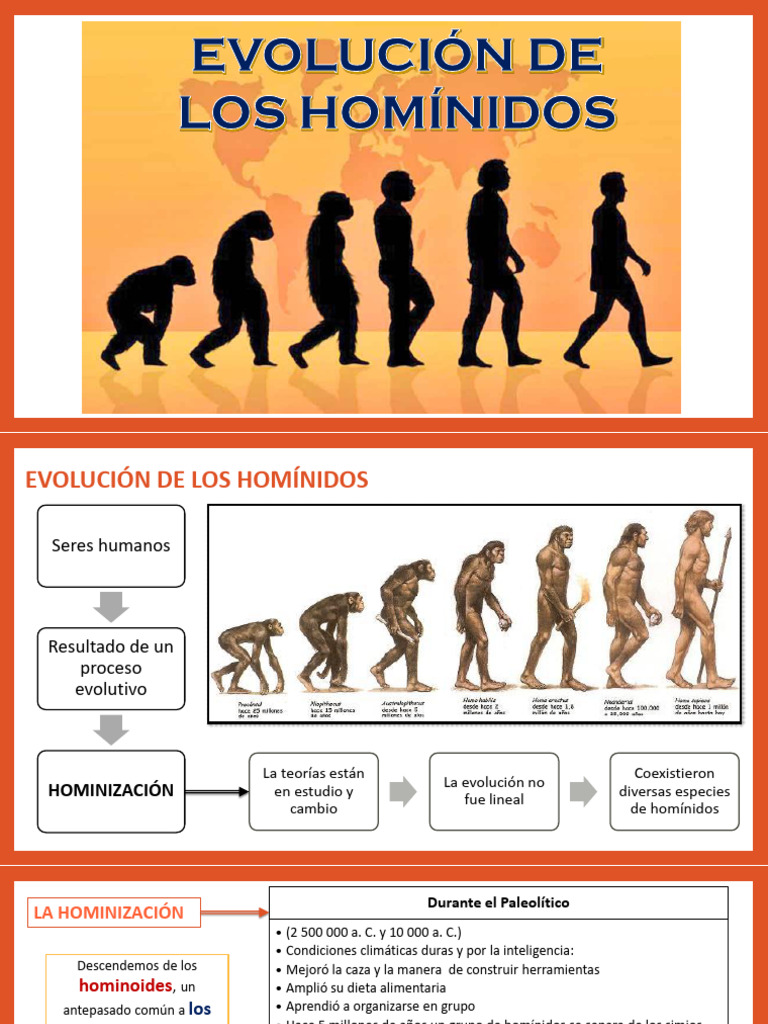 Evolución de Los Hominidos | PDF | Homo | Evolución humana