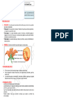 Fruto Imagen PDF