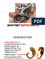 Anatomy of Hippocampus