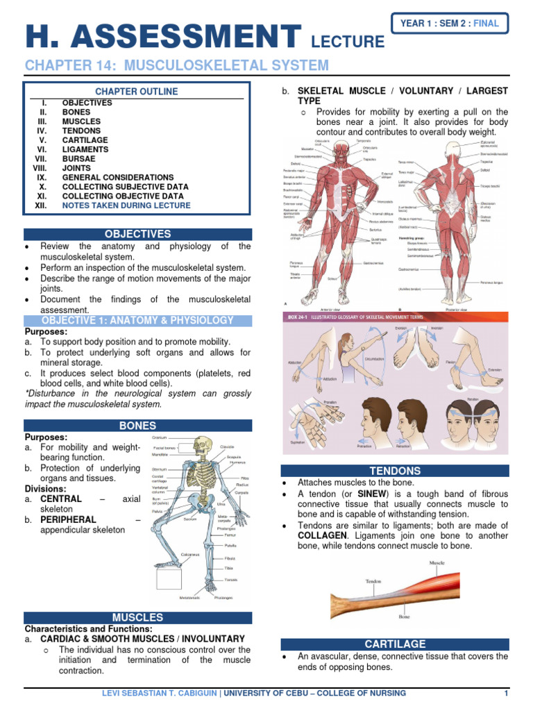  h a chapter 14 musculoskeletal system pdf human