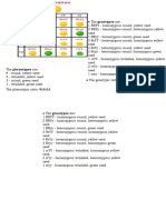 Punnet Square