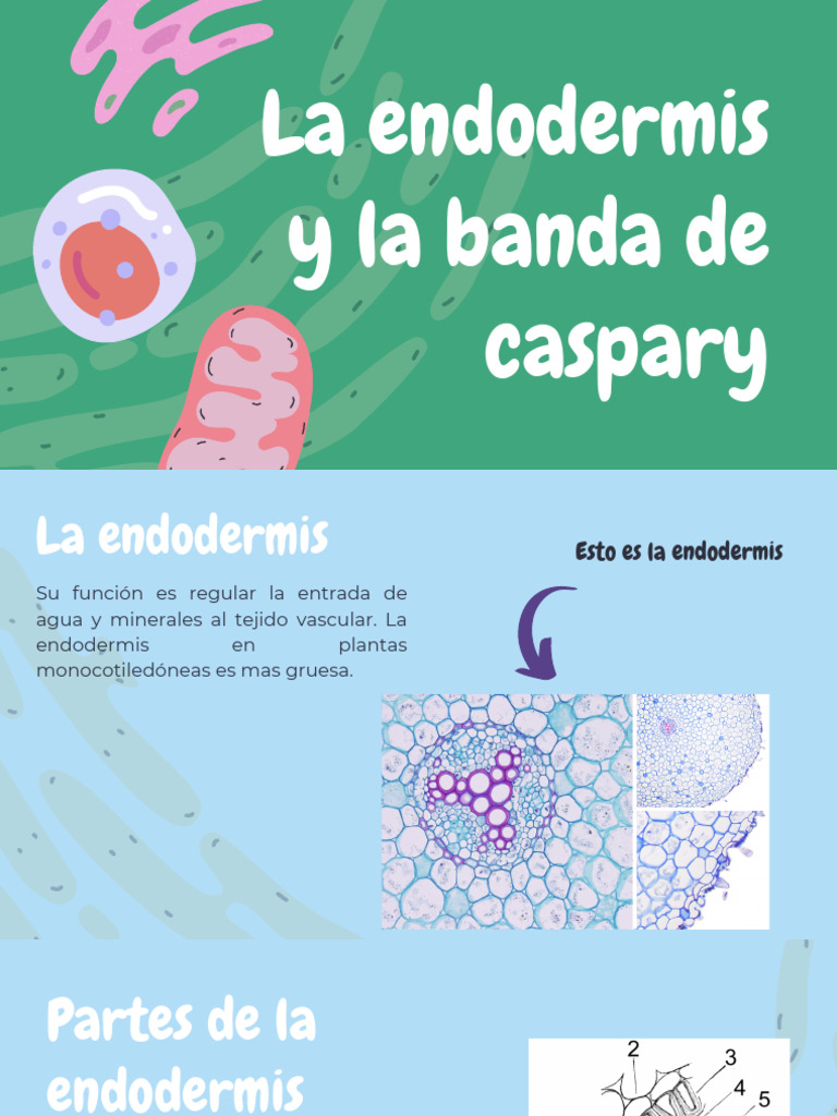 Endodermis y Banda de Caspary en Raíces | PDF | Hogar, jardinería y ...