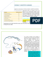 CROMOSOMA Y CARIOTIPO HUMANO Cuaderno