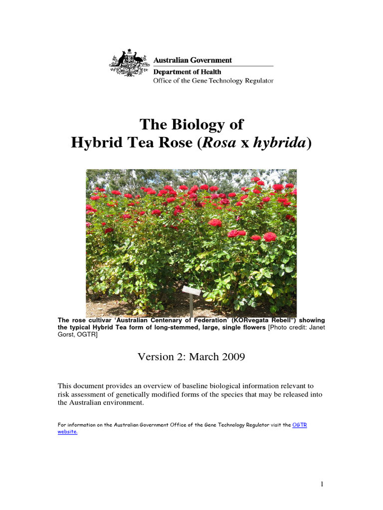 The Biology of Hybrid Tea Rose | PDF | Science & Mathematics