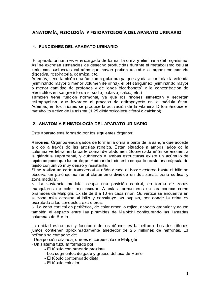Tema Aparato Urinario Apuntes Descargar Gratis Pdf Riñón