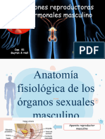 Fisiologia Reproductiva Masculina