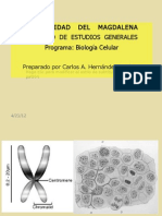 3333 clase 7 Determinación genética  sexo