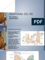 Anatomia Del Pie