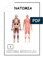 7 Sistema Muscular