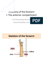 7 Anatomy of The Anterior Compartment of Forearm Diya
