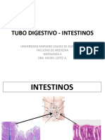 Tubo Digestivo - Intestinos