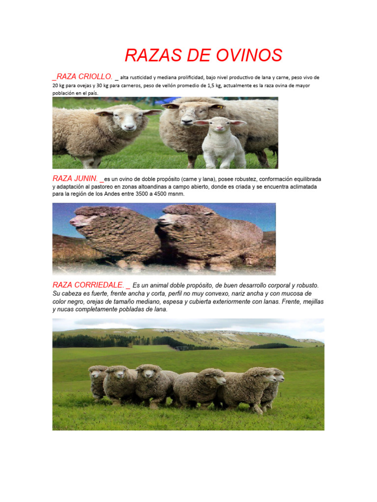 Razas de Ovinos | PDF | Oveja | Animales domesticados