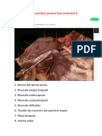 Anatomia Practica Examen Primera Fase