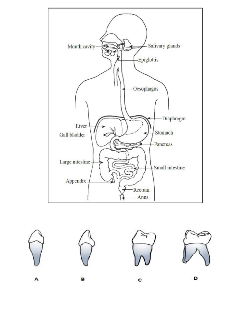Digestive System PDF Human Digestive System Gastrointestinal Tract