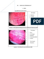 Hasil Histologi I