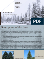 Geography Project - Coniferous Forest