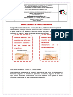 Guía N°3, Las Glandulas y Su Clasificacion