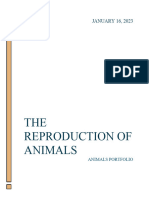 Science Animal Portfolio