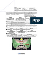 Resumo - Anatomia-04 e 05