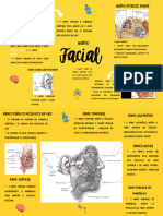 Nervo Facial - Anatomia Cabeça e Pescoço