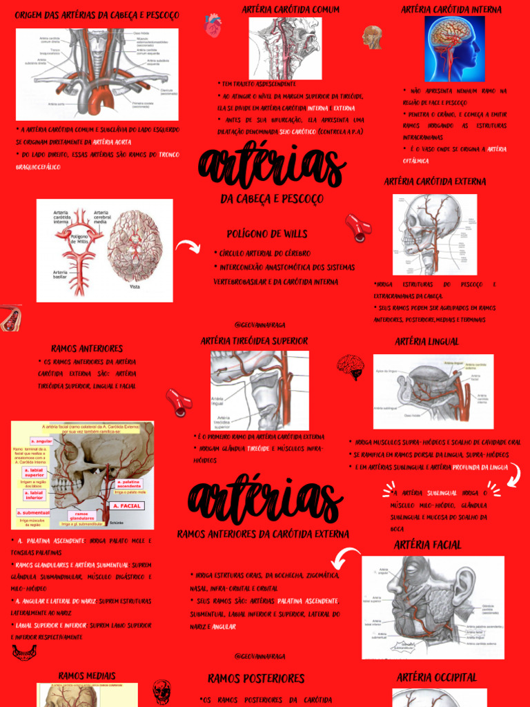 Artérias Da Cabeça E Do Pescoço Pdf Anatomia Humana Cabeça E