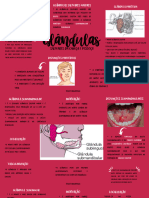 Glândulas Salivares - Anatomia Cabeça e Pescoço