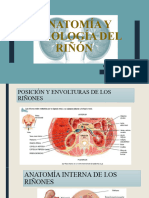 Anatomía y Fisiología Del Riñón