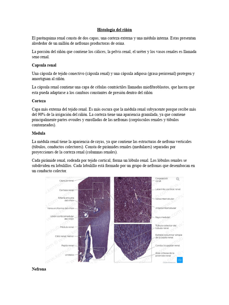 Histología Del Riñon | PDF | Riñón | Sistema urinario