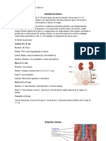 Anatomía de Uréteres, Vejiga y Uretra