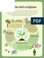Green Illustrative The Life Cycle of Plants Poster
