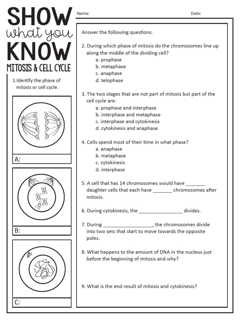 Mitosis Quiz Pdf Mitosis Cell Cycle