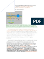 Las Proteínas Son Las Responsables de Muchas de Las Funciones Que Tienen Su Base en Las Membranas Celulares