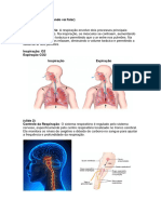 Processo Respiratório