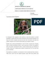Macaco Chimpanzé