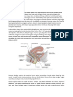 MAternal Anatomy Eng Id