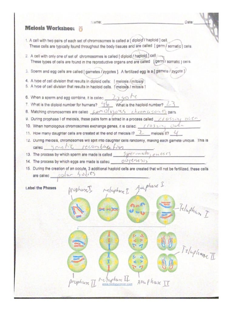 A Cell With Two Pairs of Each Set of Chromosomes Is Called A (Diploid
