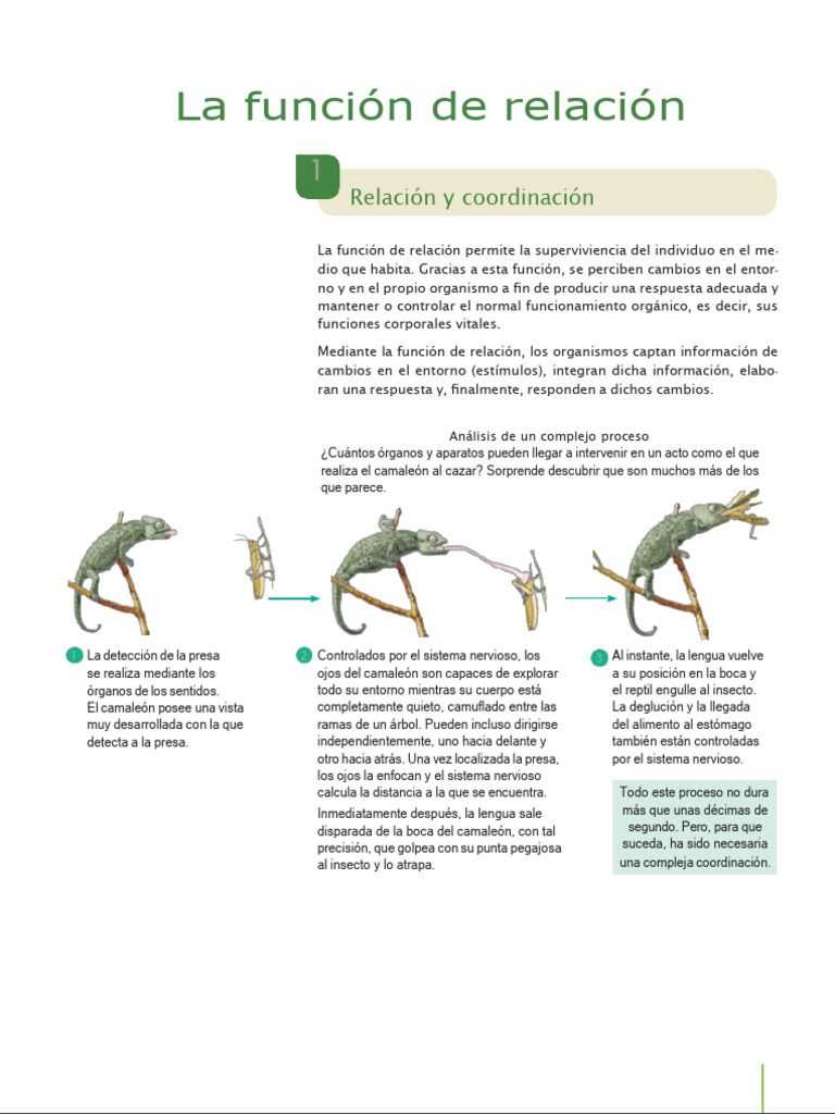 TEMA La Funcion de Relacion | PDF | Neurona | Sistema nervioso