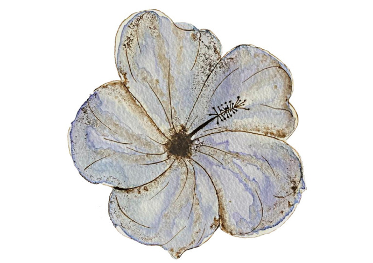 Hibiscus | PDF