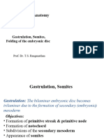 Gastrulation Somites and Folding TSR