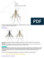 Secuencia de Dengue