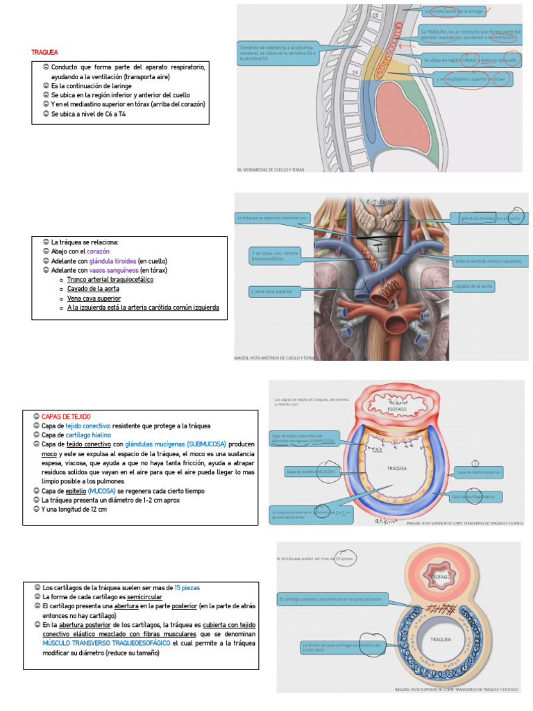 Función y anatomía de la tráquea | PDF | Pulmón | Sistema respiratorio