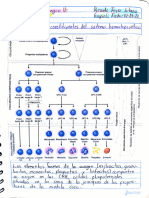 Sistema Linfoide y Hematopoyético