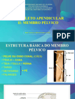 Aulas 12 e 13 - Esqueleto Apendicular - Ii