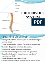 Nervous System