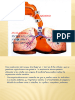 Sistema Respiratorio