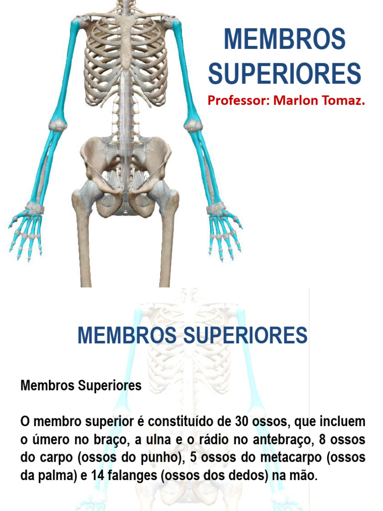 Membros Superiores Pdf Mão Membros Anatomia